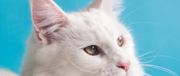 New Trends in Pets Industry in 2023