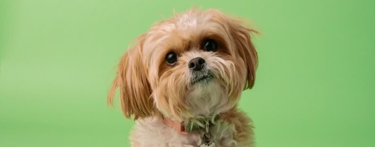 New Trends in Pets Industry in 2023